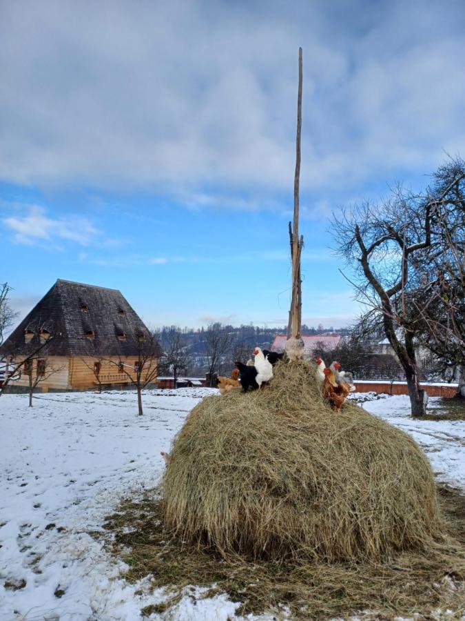 Pensiunea Agroturistica Casa Pribegilor Breb ภายนอก รูปภาพ